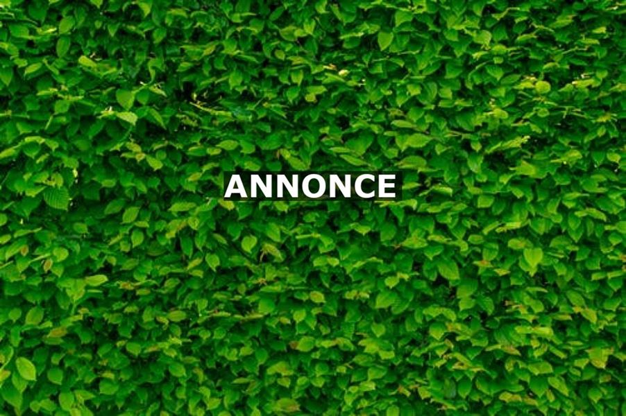 Sådan skærmer du din have af med enten et hegn eller en hæk