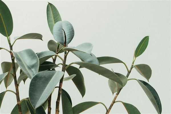 Planter og træer: En guide til grønne vidundere